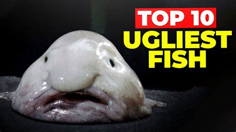 Worlds Ugliest Fish Blobfish