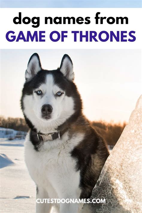30 Game Of Thrones Dog Names Cutest Dog Names