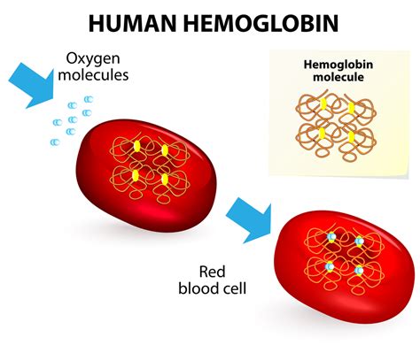 Hemoglobinopathies Net Health Book