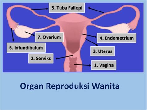 Gambar Organ Reproduksi Wanita Beserta Fungsinya Terbaru Riset