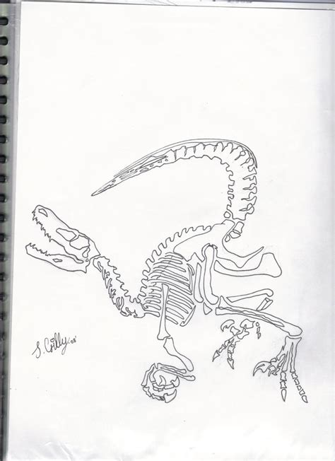 Velociraptor Skeleton By Desanka69 On Deviantart