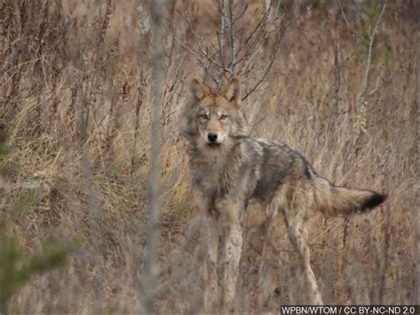 Wolves Expand Their Territory In Wisconsin