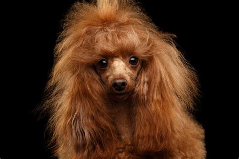 See more ideas about poodle hair, poodle grooming, standard poodle grooming. How Long Does Poodle Hair Grow? | HoundGames
