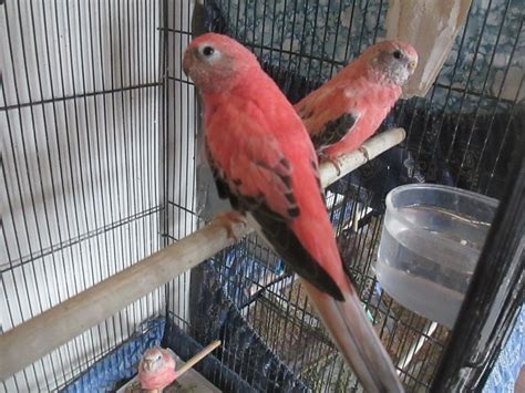 Young Tame Rosy Bourke Parakeets Pet Birds Parakeet Bourke