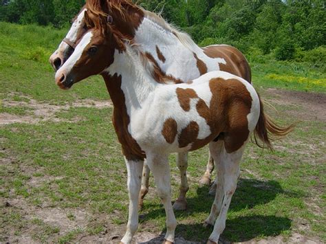 animais de estimacao comuns  exoticos cavalos paint horses