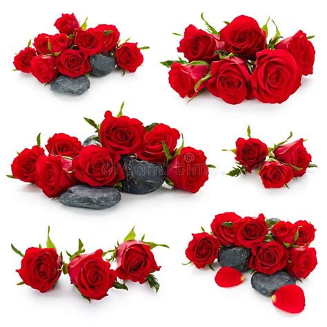 Valentine Day Red Roses Flowers Isolated On White Background Stock