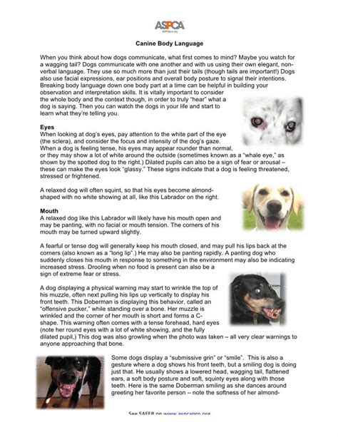 Pdf Canine Body Language Aspcapro · Verbal Language They Use So