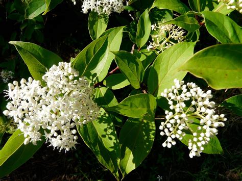 Check spelling or type a new query. Swamp Dogwood Florida | White flowering trees, Flowering trees