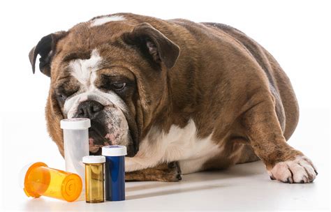 Where to find a reputable cheap pet meds distributor. Pet Medications - Online Prescriptions - The Vet Practice