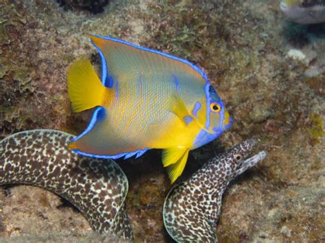 Queen Angelfish Habitat And Characteristics