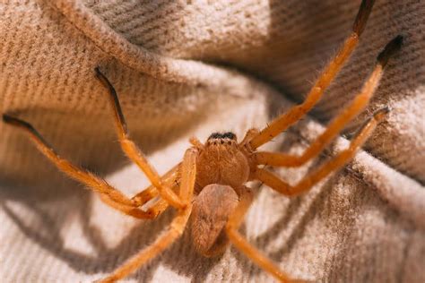 10 Most Dangerous Spiders Of North America 2022