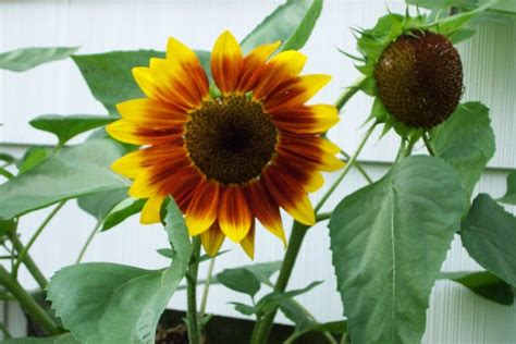 How To Grow Sunflowers Growing Helianthus Sunflower Plants Seeds