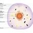 An In Depth Look At The Structure And Function Of Cytoplasm  Biology Wise