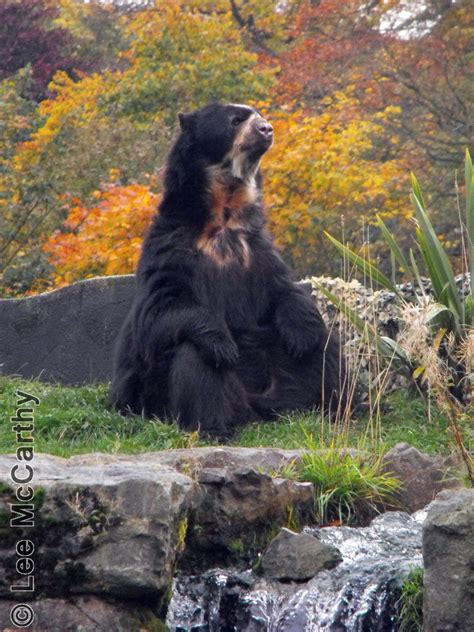 Sangay The Spectacled Bear Chester Zoo 31st October 2010 Zoochat
