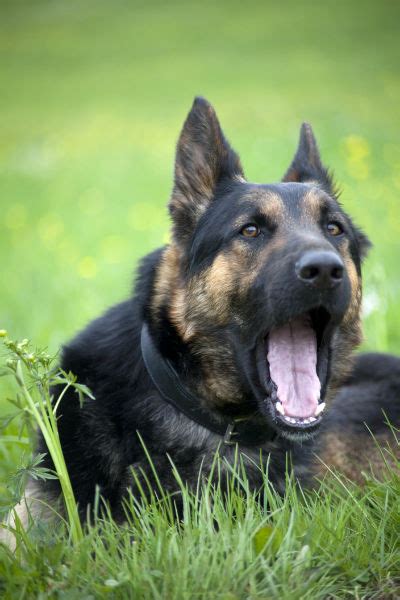 Check spelling or type a new query. Dog Vomiting: Causes, Diagnosis & Treatment - American ...