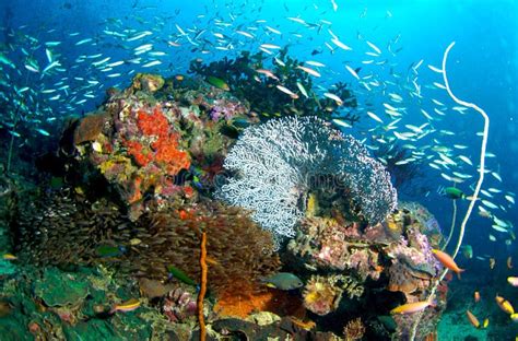 Coral Reef Stock Photo Image Of Scuba Ocean Reef Life 13954870