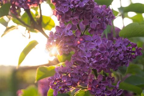 Lilac At Sunset Spring Evening Stock Image Image Of Beauty Cloudsn