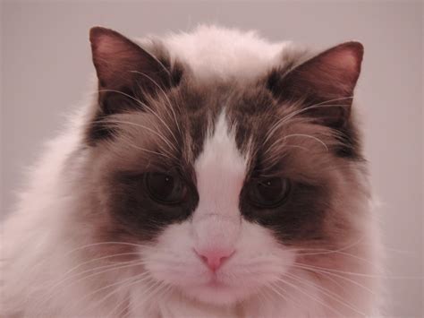 Ragdoll Cats Hubpages