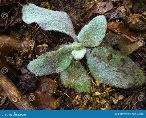 Icy Plant Stock Photo Image Of Plant Bluish Plans 64119712