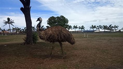 Emu Bird Australias National Bird Youtube