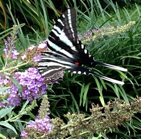 Butterfly Bushes Plant Care And Collection Of Varieties