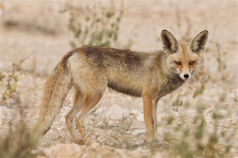 Birds Of Saudi Arabia Two Different Arabian Red Foxes Dhahran Hills