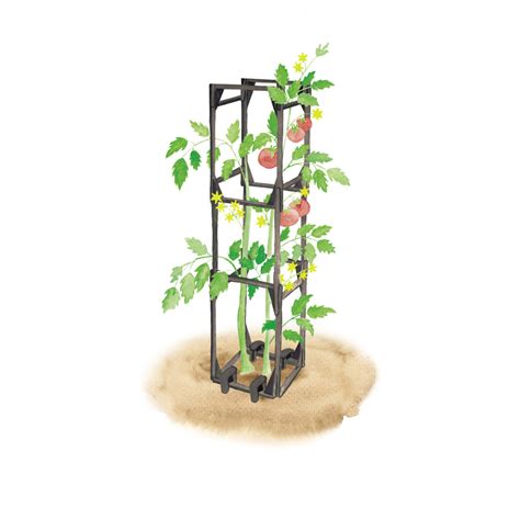Cage à Tomates Jardin Et Saisons
