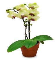Wir verwenden cookies und ähnliche tools, die erforderlich sind, um ihnen einkäufe zu ermöglichen, ihr einkaufserlebnis zu verbessern und unsere dienste bereitzustellen. Avas Flowers Chesapeake Va - Avas Flowers Home Facebook ...