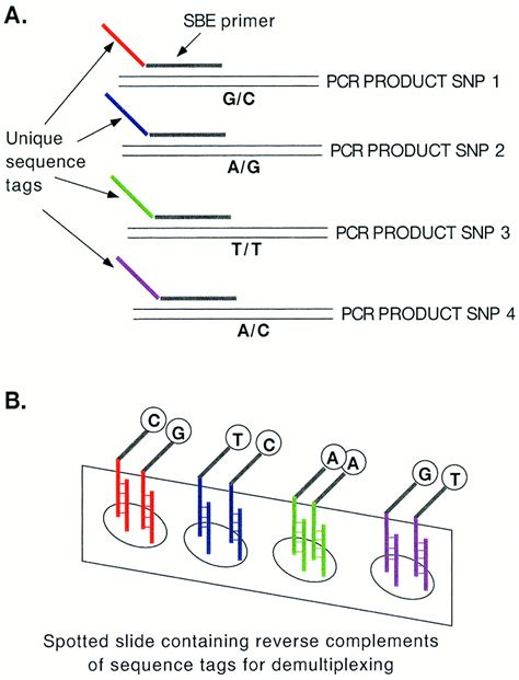SBE TAGS An Array Based Method For Efficient Single Nucleotide