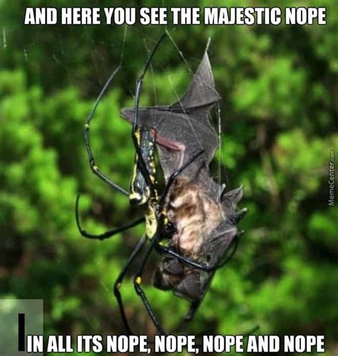 15 adorable spider memes to make us laugh the fear away