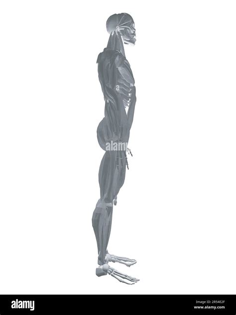 Anatomía Humana Modelo Del Sistema Muscular Del Cuerpo Masculino