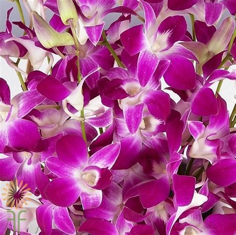 Bombay Dendrobium Orchid Wholesale Flowers And Diy Wedding Flowers