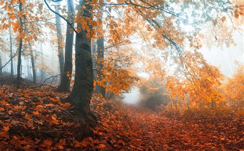 Mist Sunrise Fall Path Trees Nature Landscape Forest Morning