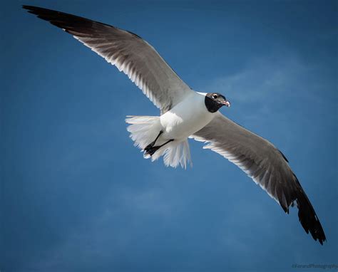 Soaring Seagull Photograph By Debra Forand Fine Art America