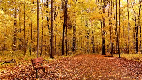 Wallpaper 1920x1080 Px Bench Branch Fall Forest Leaves Nature