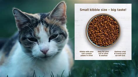 The good news is that the formulation provides the. Rachael Ray Nutrish Dry Cat Food | Nutrish Cat Food ...