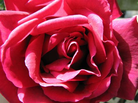 Wedding Flowers Dark Pink Roses