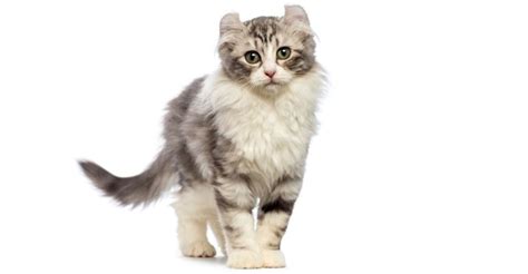14 Cat Breeds With Ear Tufts And Ear Furnishings