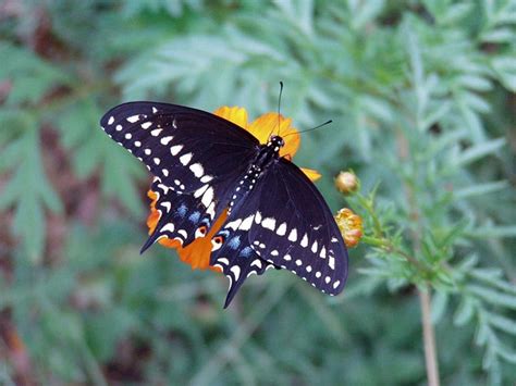 Black Swallowtail Butterfly Animal Insects Flowers Butterfly Hd