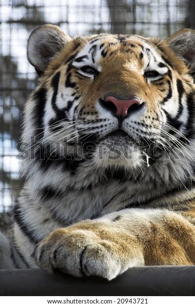 Siberian Tiger Resting Zoo Stock Photo 20943721 Shutterstock