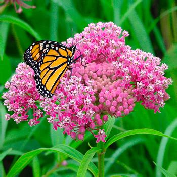 Water the area frequently after planting until plants become established. Swamp Milkweed - Asclepias incarnata plants - Select Seeds