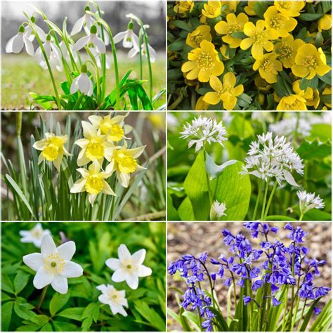 150 X Woodland Bulbs Collection Early Mid Late Spring Flowering Bulbs