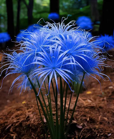 💙Blue Spider Lily: Where Mystery Meets Beauty