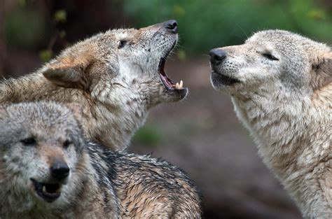 Böser Wolf Guter Wolf Was Tierschützer Und Politiker Fordern