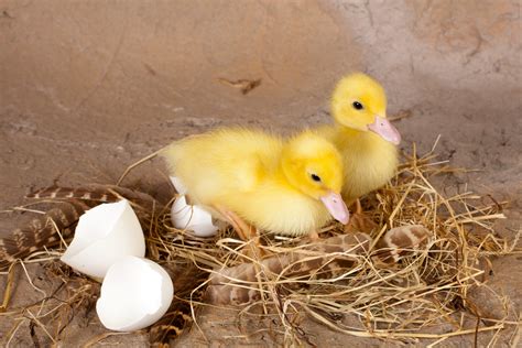 How To Hatch Duck Eggs Animals Momme
