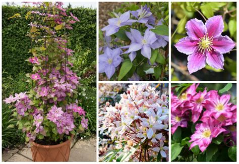 20 Different Types Of Clematis Photos Garden Lovers Club