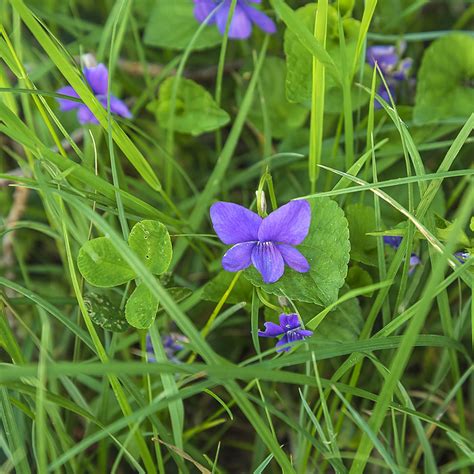 Wild Violet | Green Lawn Fertilizing