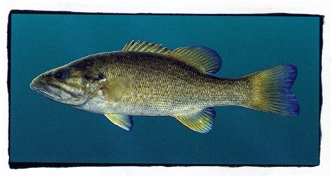 Smallmouth Bass Encyclopedia Of Alabama