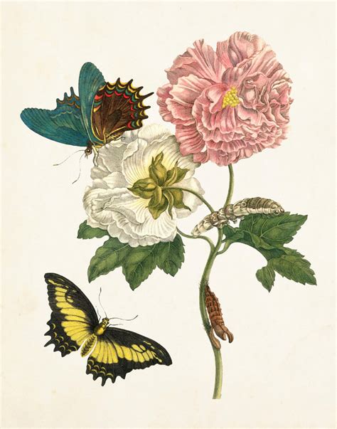 Vintage Butterfly Print No 24 Botanical Print Giclee Art