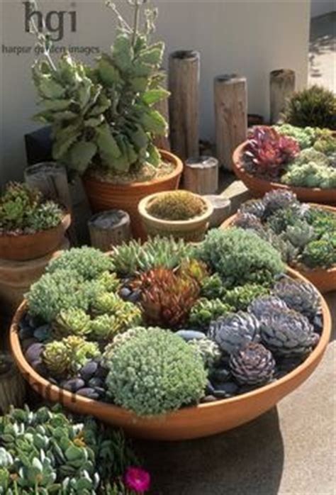Water the plant thoroughly, allowing the the easiest way to do this is to place the christmas cactus in a room or closet with a door that does not get opened at night. Shallow bowl container pot planter low growing drought ...